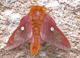 Pink-striped Oakworm